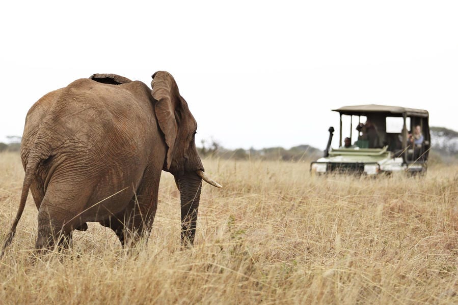 Experience a Serengeti Safari