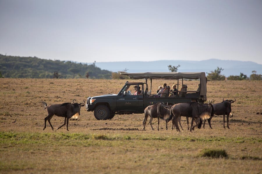 Experience a Serengeti Safari