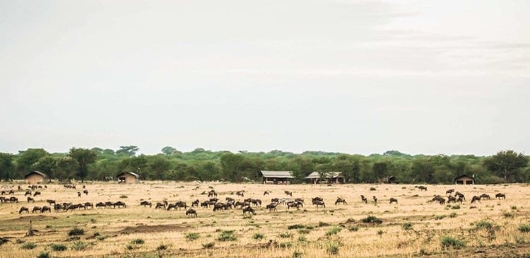 The Satchwell's Tanzania Safari Adventures - Once in a lifetime