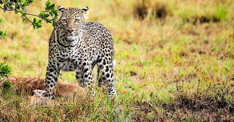 The Satchwell's Tanzania Safari Adventures - Once in a lifetime