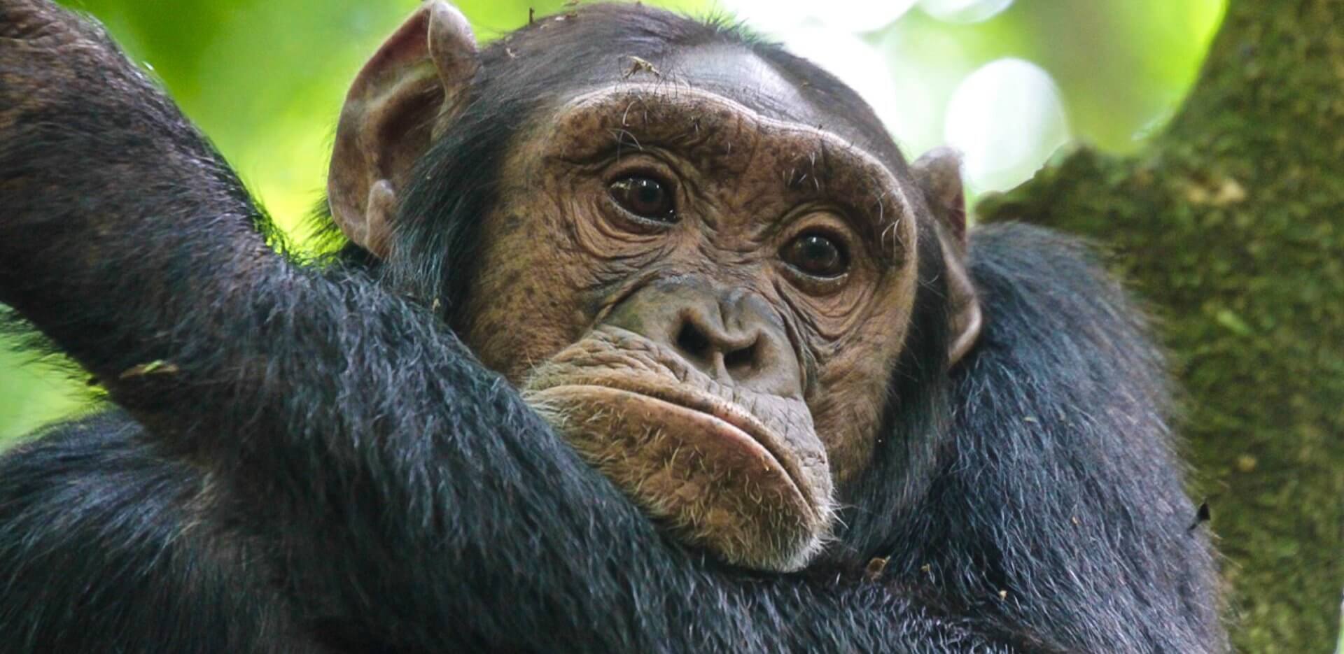 Uganda Monkey