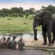 10 Best Safari Tips For Family Safaris with Kids