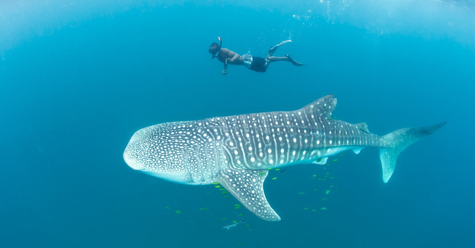 Diving with Whale Sharks at Chole Mjini