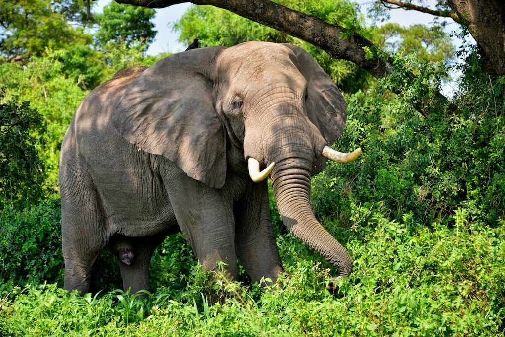 African_Elephant,_Uganda