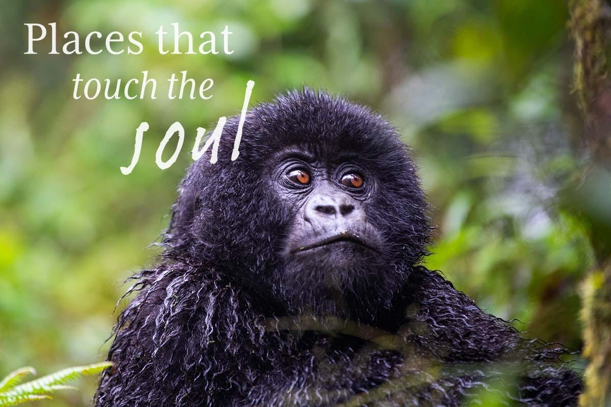 Baby Gorilla Remarkable Rwanda