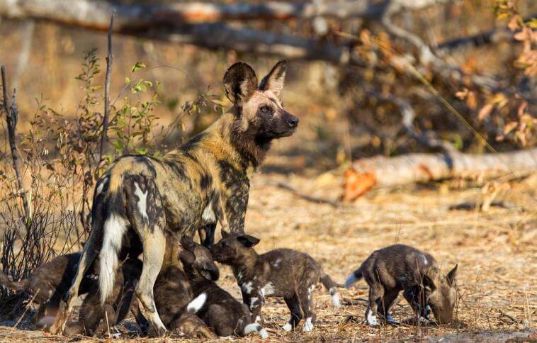Becoming One With Painted Wolves