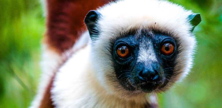 Best Madagascar Holidays for First Time Visitors