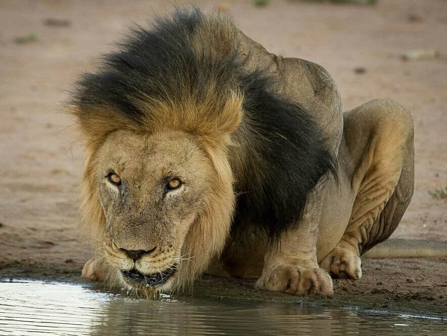 Black-Maned Lion at Tswalu Kalahari