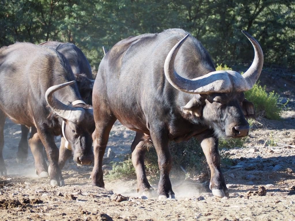 Buffalos at Sanbona Wildlife Reserve