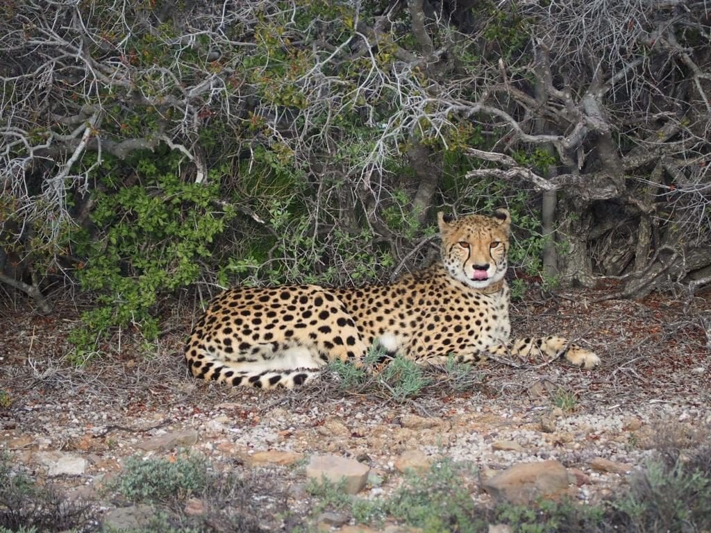 Cheetah are plentiful at Sanbona Wildlife Reserve