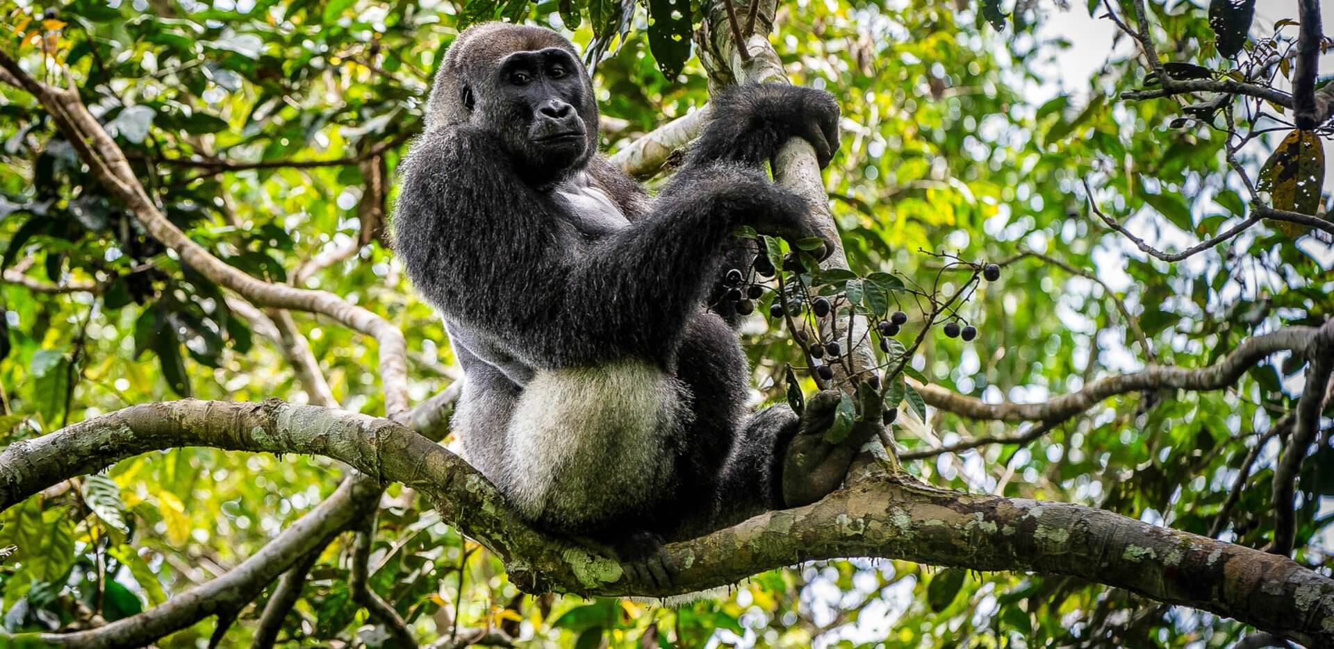 Experience Gorilla Trekking