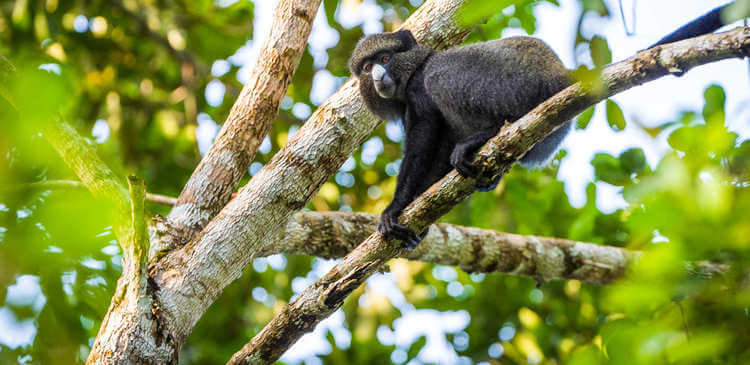 Dreaming of a Rwanda or Uganda Primate Safari