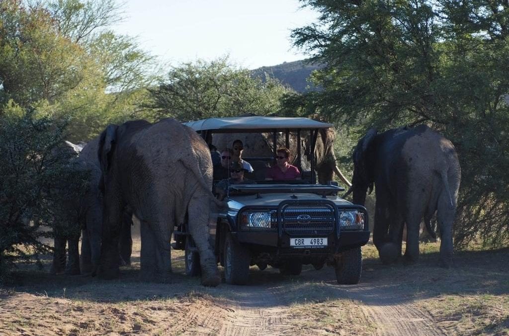 Close encounter with Elephants at Sanbona Wildlife Reserve