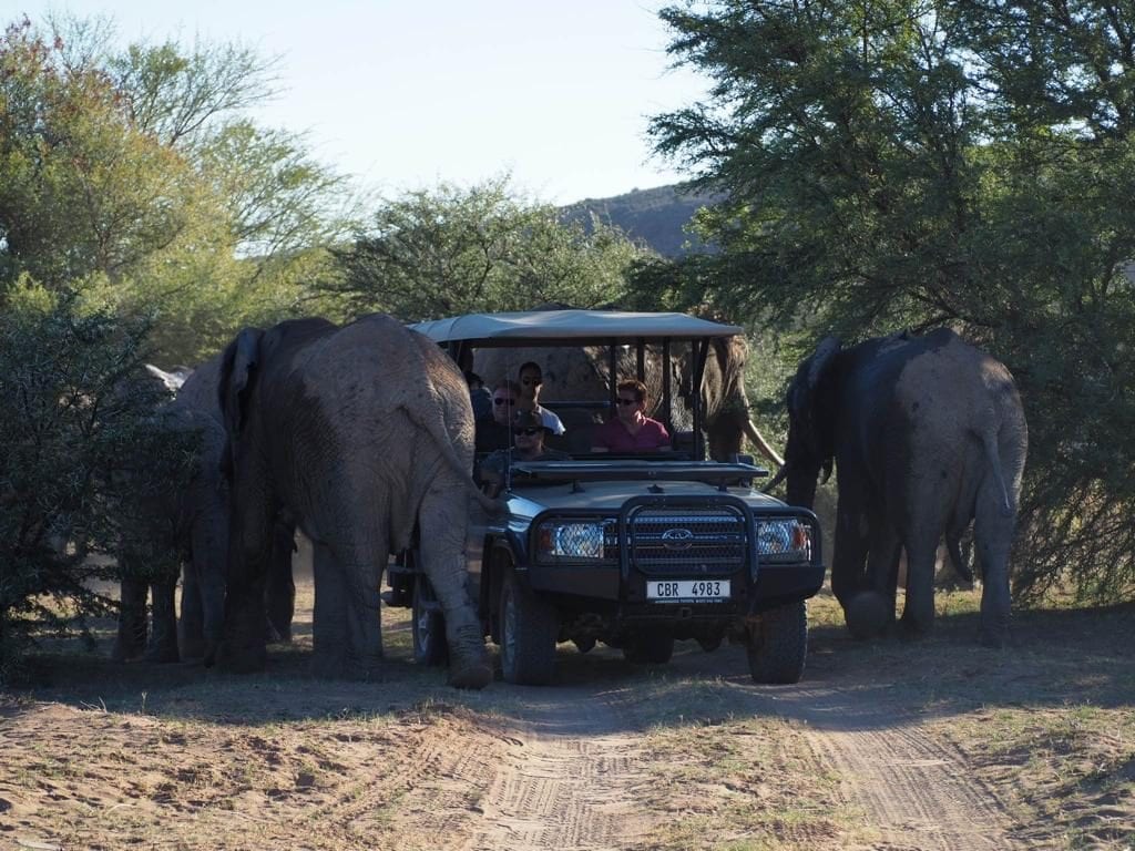 Close encounter with Elephants at Sanbona Wildlife Reserve