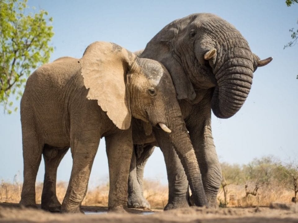 Elephants on the rise in Chad