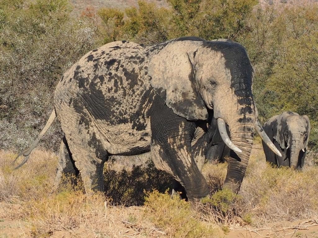 Enjoy the calming effect of elephants at Sanbona Wildlife Reserve
