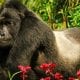 Experience Uganda's Gorillas in the Mist in a New Way