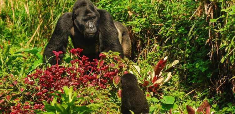 Experience Uganda's Gorillas in the Mist in a New Way