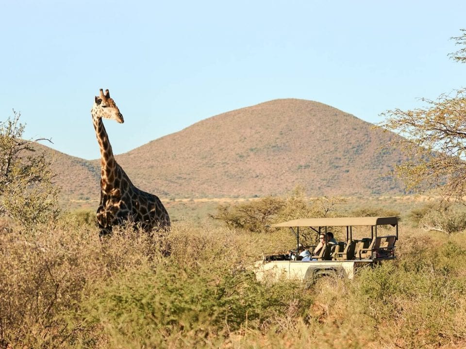 Game drive safaris at Tswalu