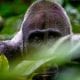 Gorilla Trekking in Rwanda Stirs Up Emotions