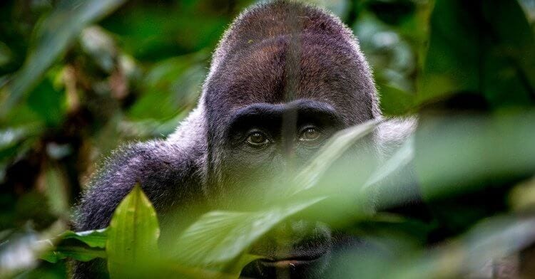 Gorilla Trekking in Rwanda Stirs Up Emotions