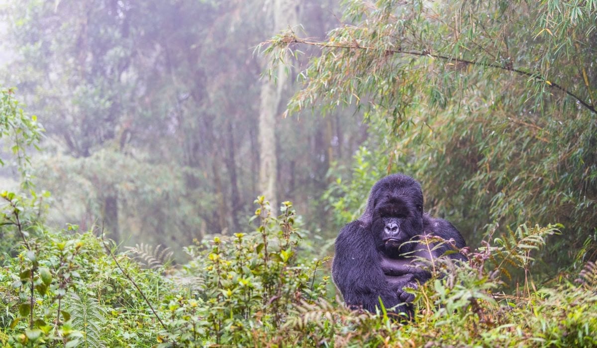 Gorilla trekking in the remarkable Rwanda