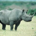 History of Black Rhino - Akagera National Park Rwanda