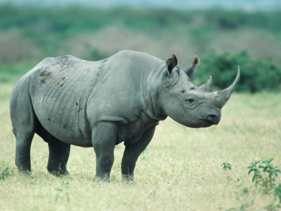 History of Black Rhino - Akagera National Park Rwanda