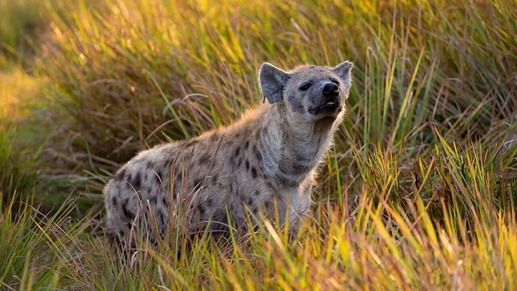 Hyena Botswana