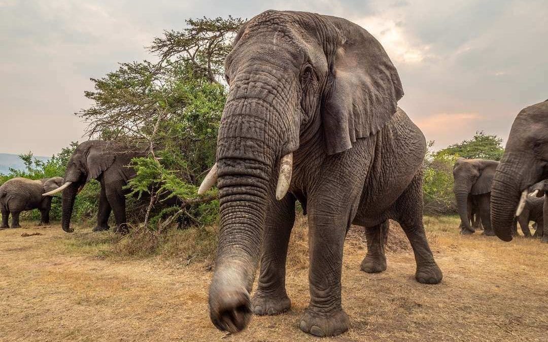 Incredible Wildlife Images from Magashi Rwanda
