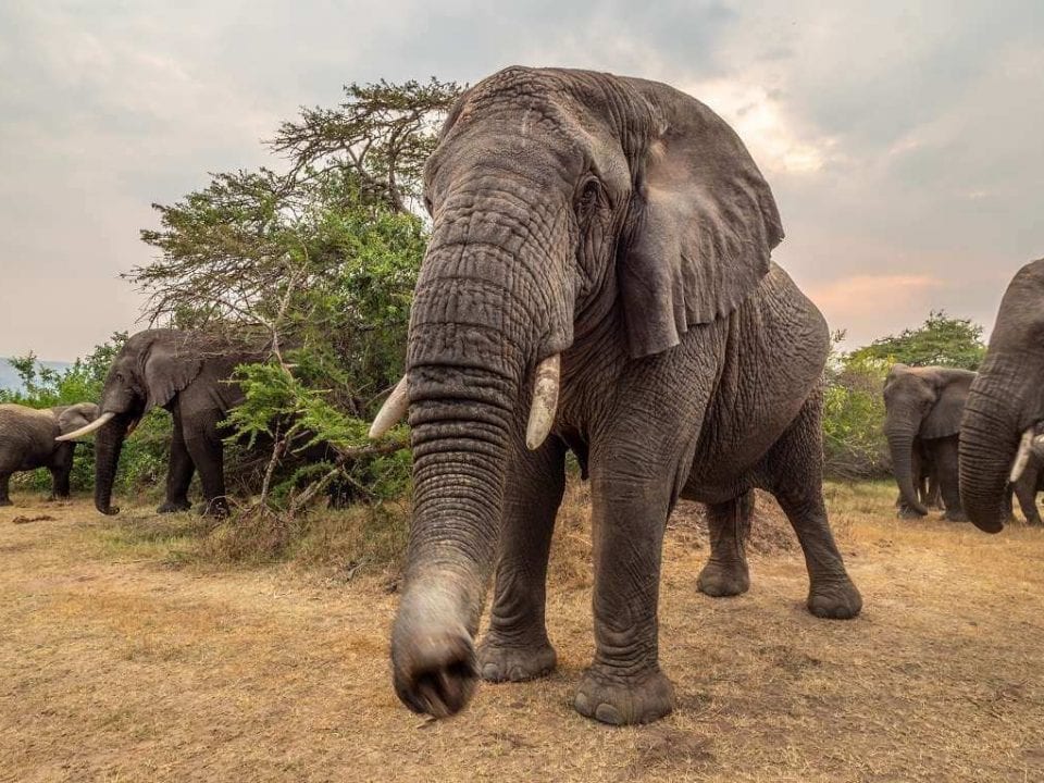 Incredible Wildlife Images from Magashi Rwanda