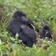 Latest census results show Mountain Gorilla population still increasing