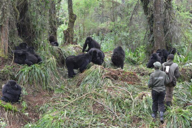 Latest census results show Mountain Gorilla population still increasing