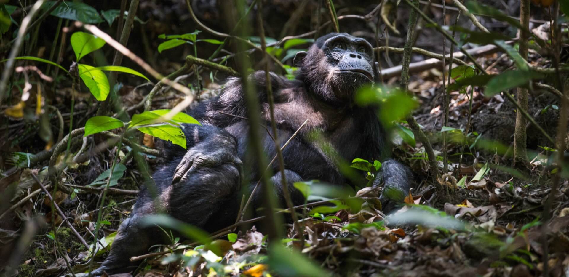 Chimps are at the heat of what Mahale Mountains National Park has to offer