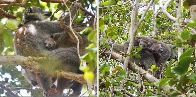 Miavana Madagascar Celebrates 3 New Lemur Pups