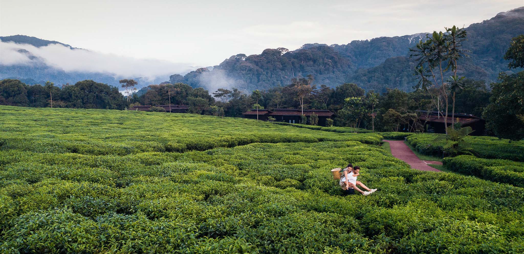 One&Only Nyungwe House Rwanda Tea Plantations