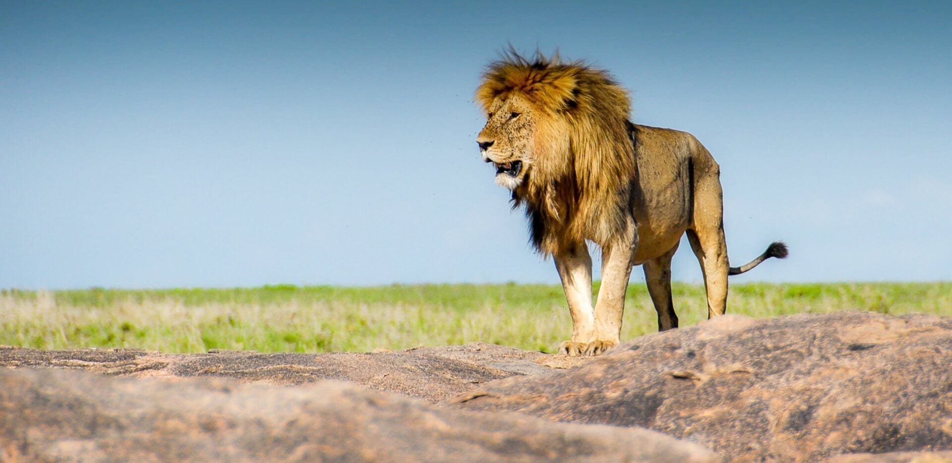 Lion sighting on a safari in northern Tanzania