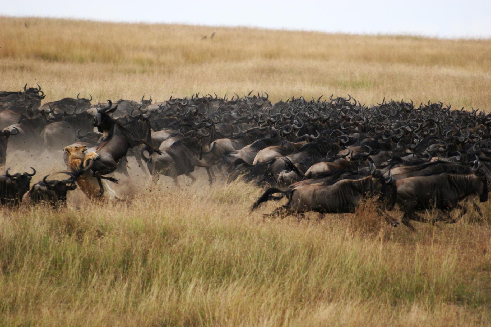 On the Hunt During the Migration in Kenya