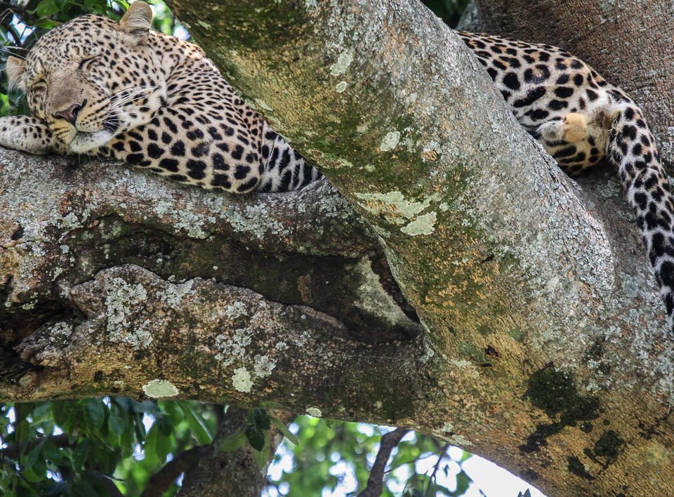 leopard on tree