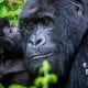 Rwanda Gorilla Naming Ceremony with Tailormade Africa