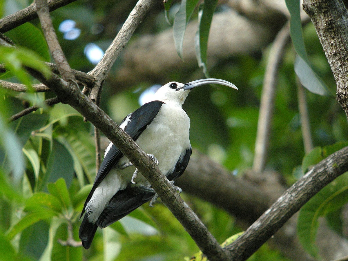 Birds of Madagascar - Sickle-billed Vanga
