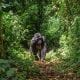 Singita Kwitonda Lodge Helping the Future of Rwanda's Gorillas