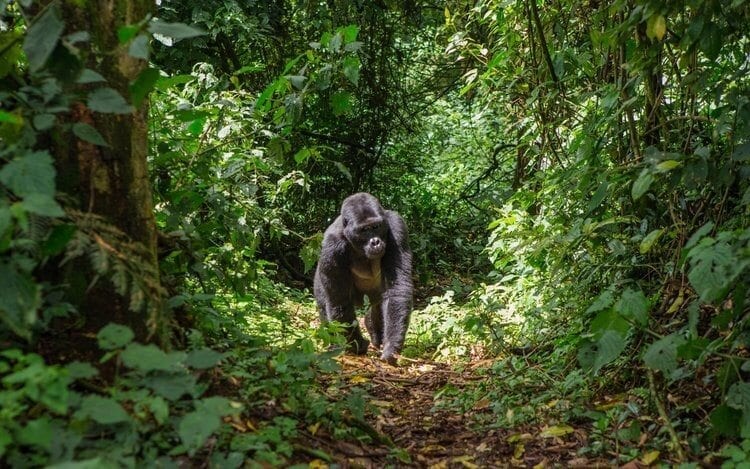 Singita Kwitonda Lodge Helping the Future of Rwanda's Gorillas