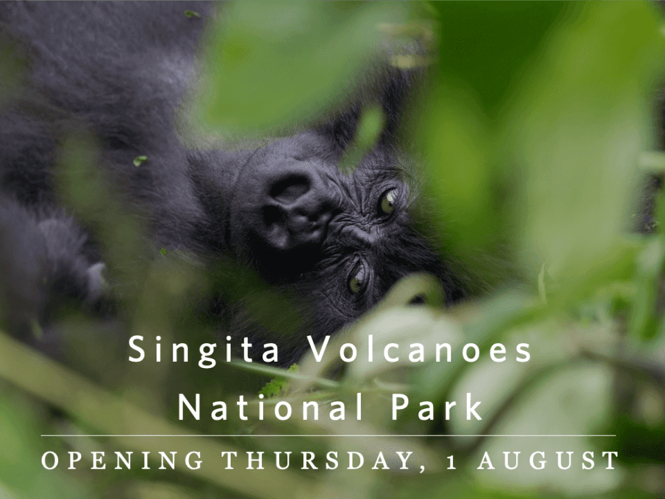 Singita Volcanoes National Park Opening 1 August 2019