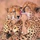 South African Safari – A Place of Cheetah & Lion