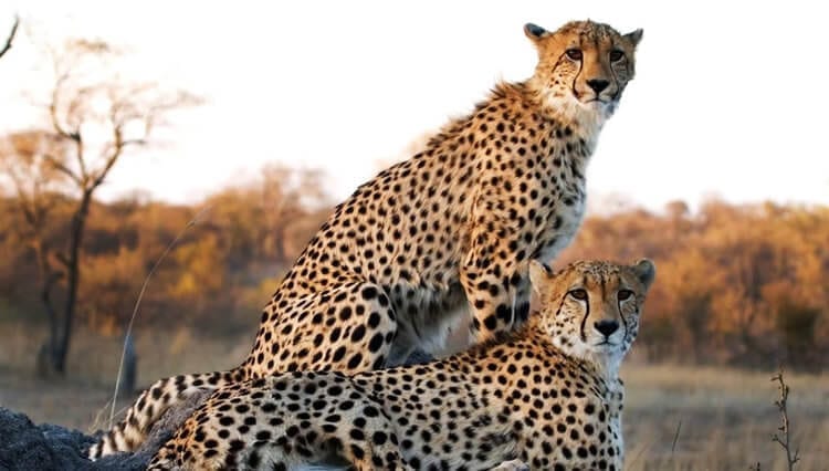 South African Safari – A Place of Cheetah & Lion