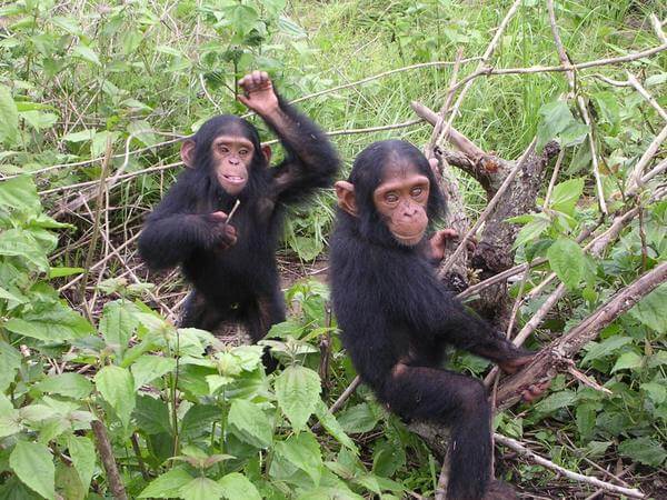 Tacugama Sierra Leone – More than a Chimpanzee Sanctuary