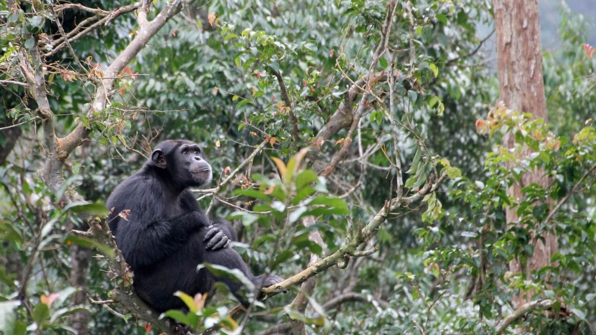 Tacugama Sierra Leone – More than a Chimpanzee Sanctuary