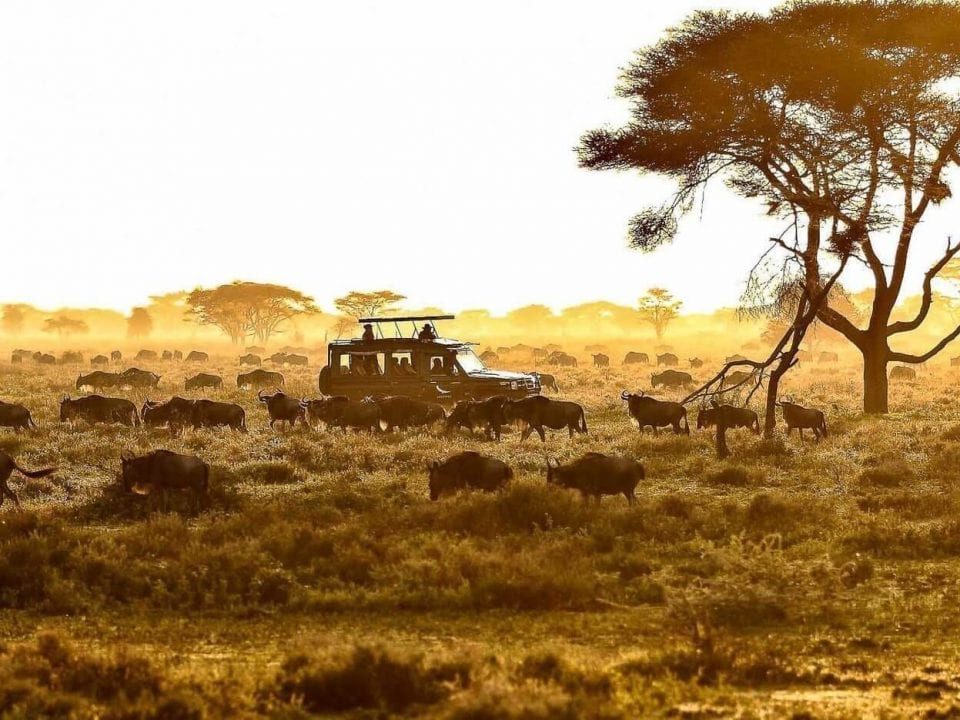 Tanzania safari banner