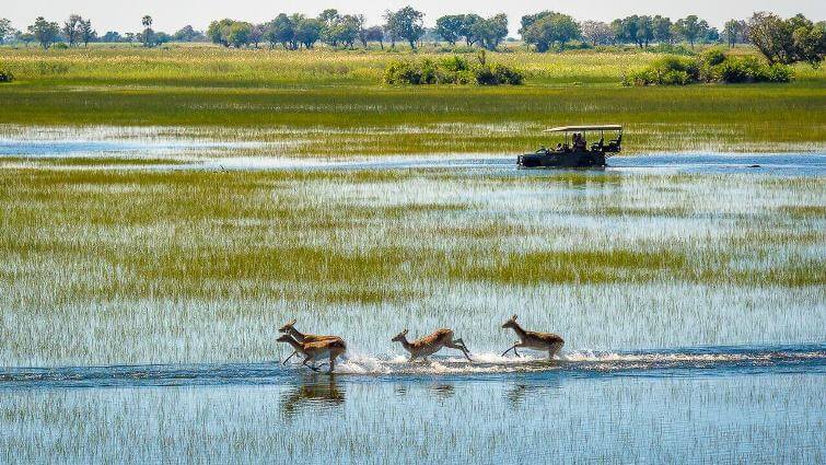 The Best Botswana Safari Locations Travel Guide